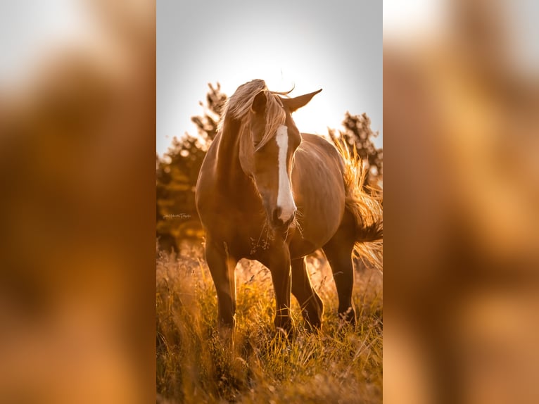 Arabian Partbred Mare 11 years Chestnut-Red in BEEK