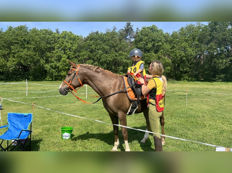 Arabian Partbred Mare 11 years Chestnut-Red in BEEK