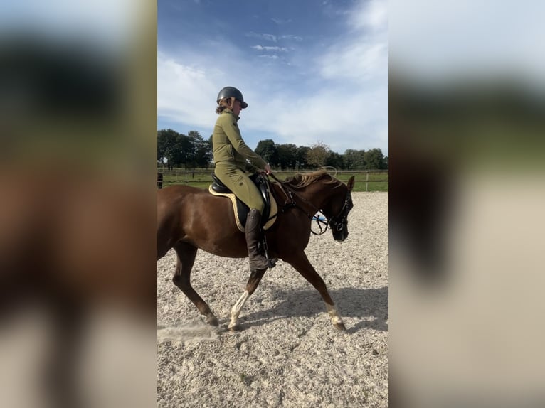 Arabian Partbred Mare 11 years Chestnut-Red in BEEK