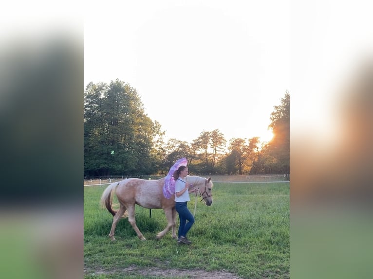 Arabian Partbred Mare 12 years 14,3 hh Palomino in Lauenau Lauenau