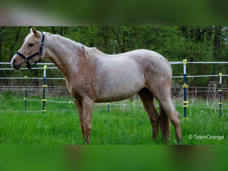 Arabian Partbred Mare 12 years 14,3 hh Palomino in Lauenau Lauenau