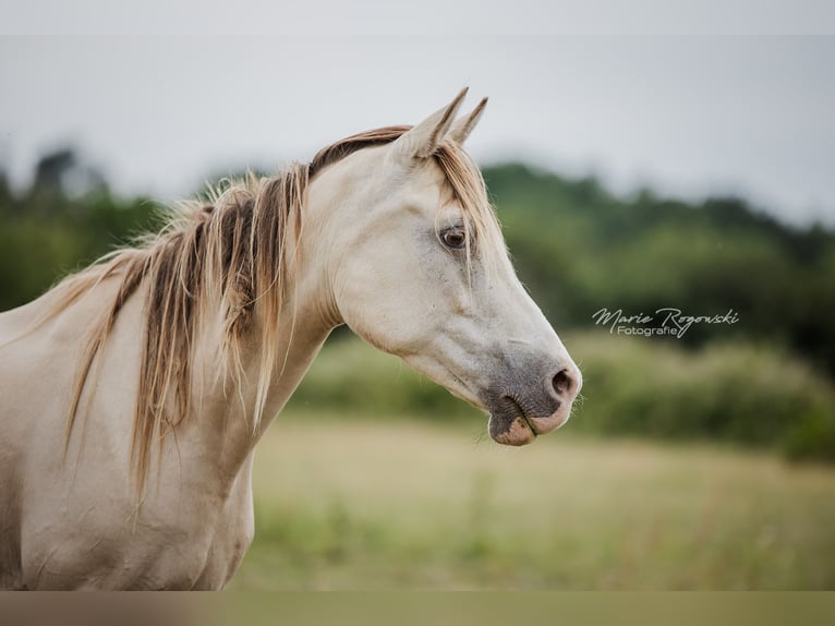 Arabian Partbred Mare 12 years 14,2 hh Champagne in Beaumont-Pied-de-Buf