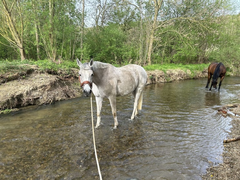 Arabian Partbred Mare 12 years 16 hh Gray-Fleabitten in Mainburg