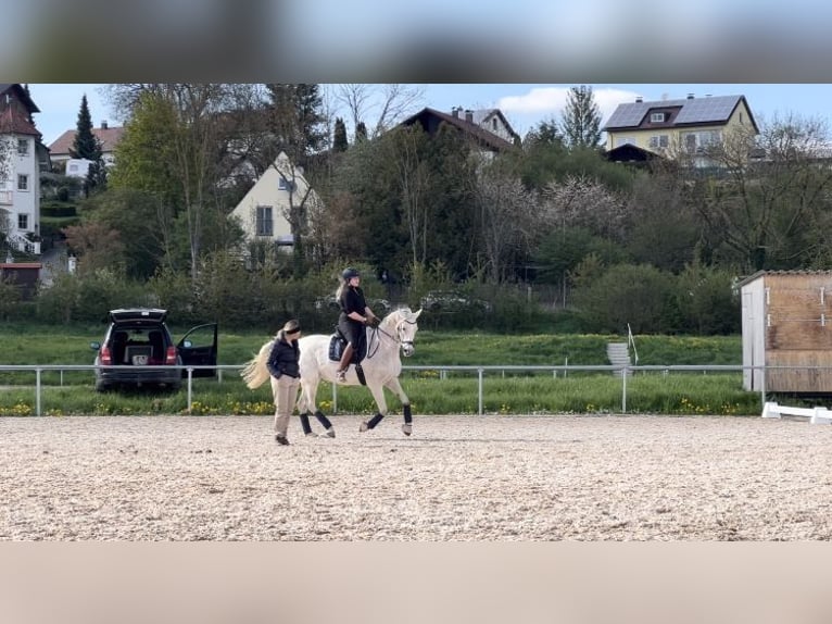 Arabian Partbred Mare 12 years 16 hh Gray-Fleabitten in Mainburg