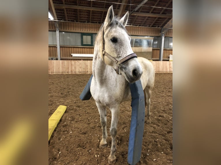 Arabian Partbred Mare 12 years 16 hh Gray-Fleabitten in Mainburg