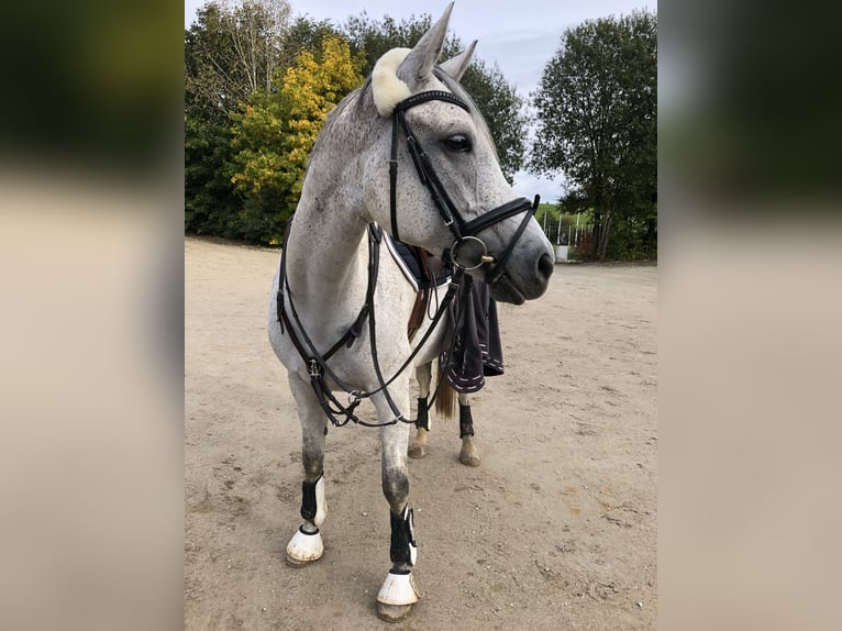 Arabian Partbred Mare 12 years 16 hh Gray-Fleabitten in Mainburg