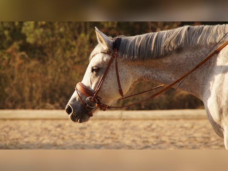 Arabian Partbred Mare 12 years 16 hh Gray-Fleabitten in Mainburg