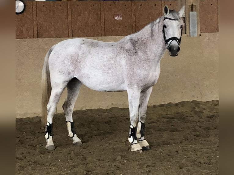 Arabian Partbred Mare 12 years 16 hh Gray-Fleabitten in Mainburg