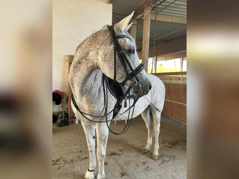 Arabian Partbred Mare 12 years 16 hh Gray-Fleabitten in Mainburg