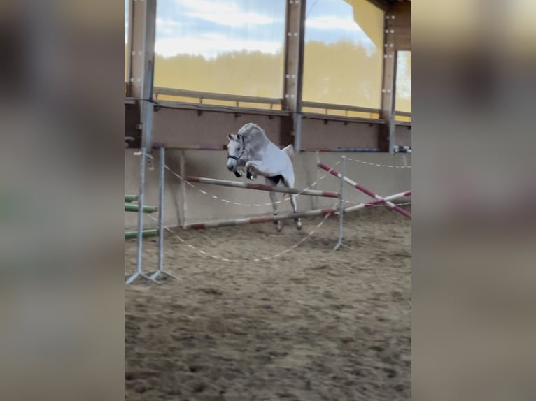 Arabian Partbred Mare 12 years 16 hh Gray-Fleabitten in Mainburg