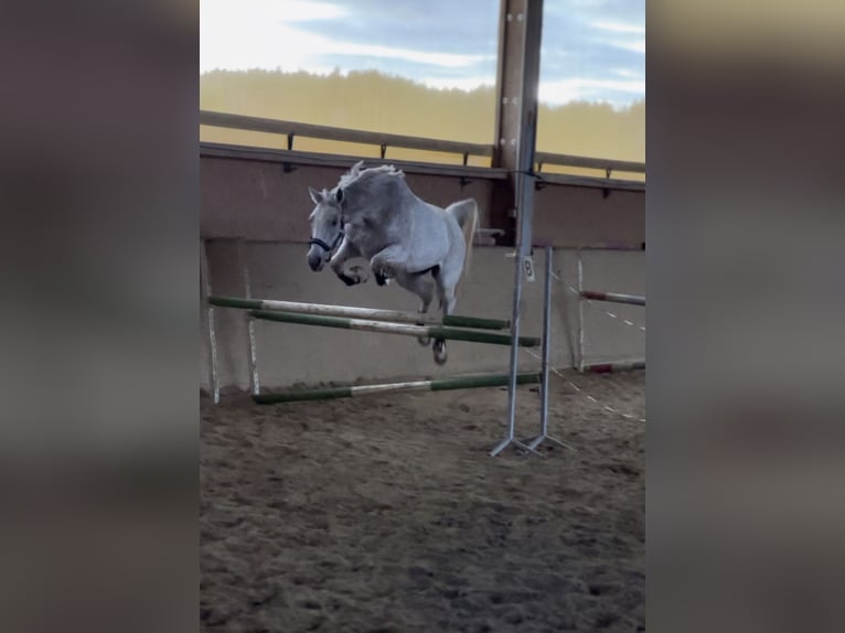 Arabian Partbred Mare 12 years 16 hh Gray-Fleabitten in Mainburg