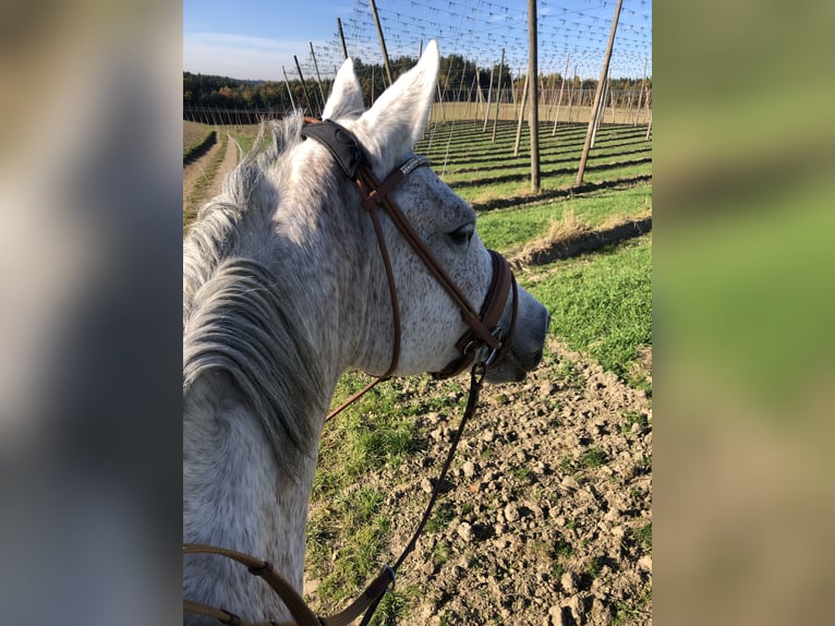 Arabian Partbred Mare 12 years 16 hh Gray-Fleabitten in Mainburg