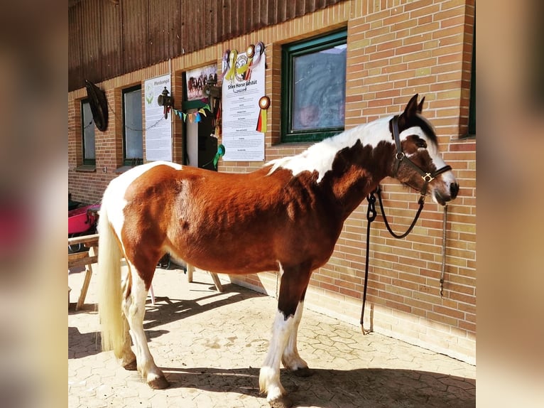 Arabian Partbred Mare 13 years 14,2 hh Pinto in Einbeck