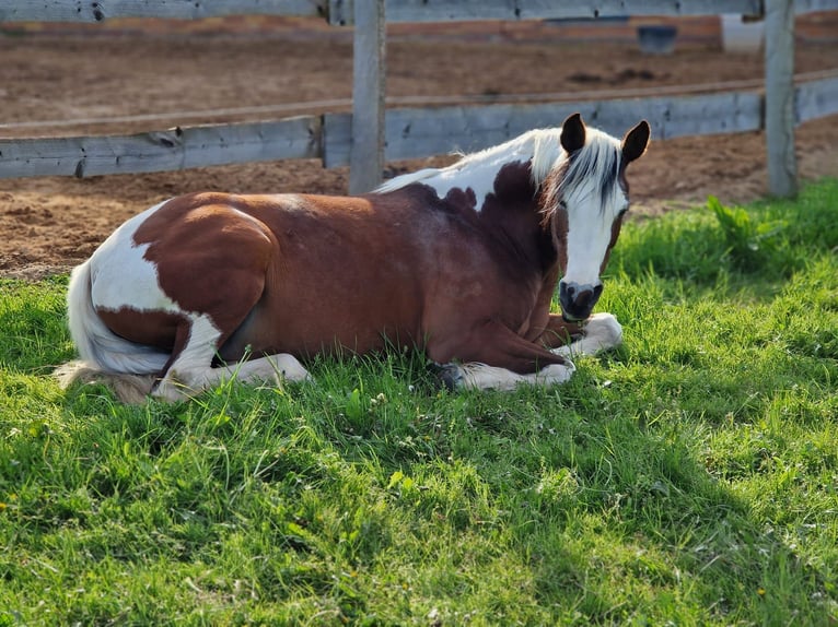 Arabian Partbred Mare 13 years 14,2 hh Pinto in Einbeck