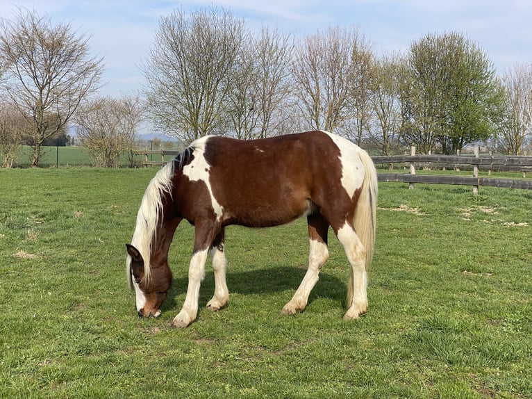 Arabian Partbred Mare 13 years 14,2 hh Pinto in Einbeck