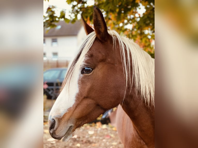 Arabian Partbred Mare 13 years 14,2 hh Pinto in Einbeck