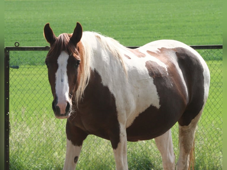 Arabian Partbred Mare 13 years 14,2 hh Tobiano-all-colors in Kraichtal