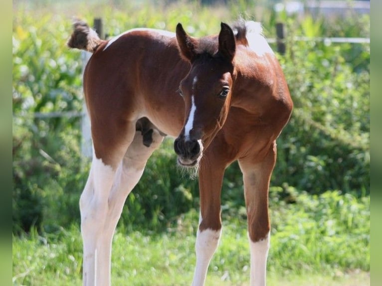 Arabian Partbred Mare 13 years 14,2 hh Tobiano-all-colors in Kraichtal