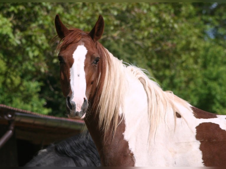 Arabian Partbred Mare 13 years 14,2 hh Tobiano-all-colors in Kraichtal