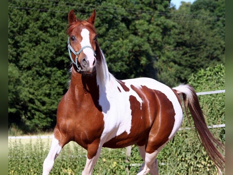 Arabian Partbred Mare 13 years 14,2 hh Tobiano-all-colors in Kraichtal