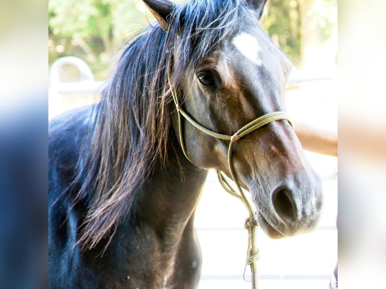 Arabian Partbred Mare 13 years 15,1 hh Brown in Marburg