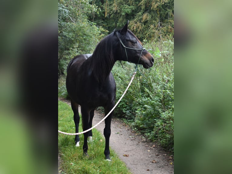 Arabian Partbred Mare 13 years 15,1 hh Brown in Marburg