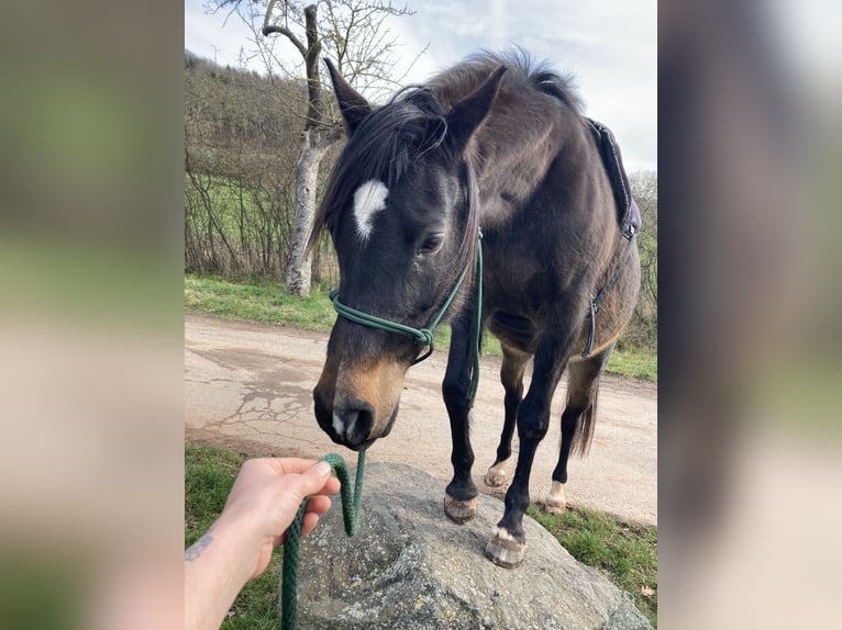 Arabian Partbred Mare 13 years 15,1 hh Brown in Marburg