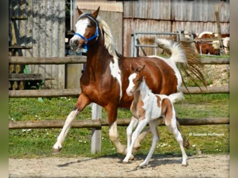 Arabian Partbred Mare 14 years 14,2 hh Tobiano-all-colors in Einbeck