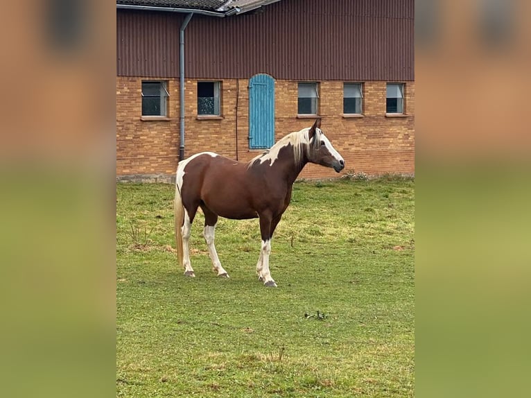 Arabian Partbred Mare 14 years 14,2 hh Tobiano-all-colors in Einbeck