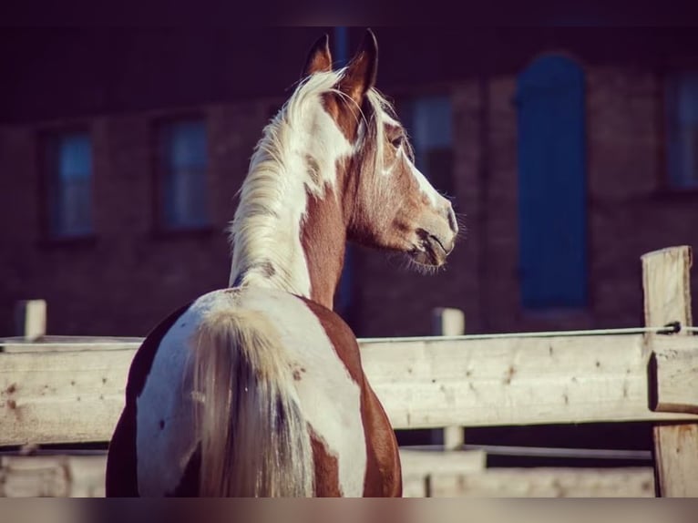 Arabian Partbred Mare 14 years 14,2 hh Tobiano-all-colors in Einbeck