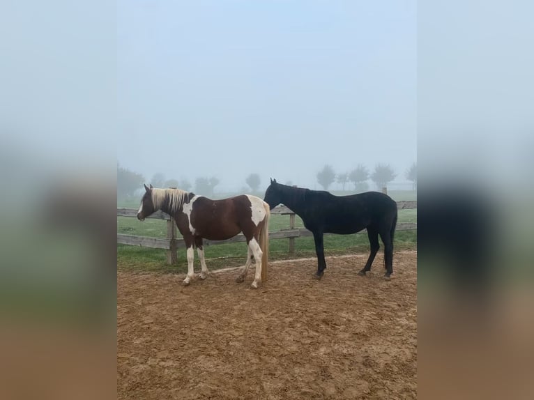 Arabian Partbred Mare 14 years 14,2 hh Tobiano-all-colors in Einbeck