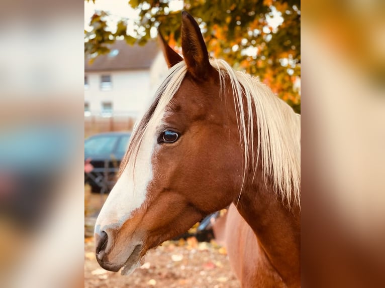 Arabian Partbred Mare 14 years 14,2 hh Tobiano-all-colors in Einbeck