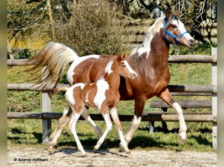 Arabian Partbred Mare 14 years 14,2 hh Tobiano-all-colors in Einbeck