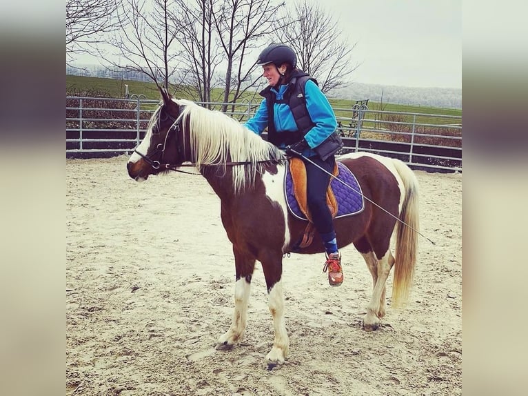 Arabian Partbred Mare 14 years 14,2 hh Tobiano-all-colors in Einbeck