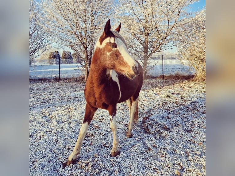 Arabian Partbred Mare 14 years 14,2 hh Tobiano-all-colors in Einbeck