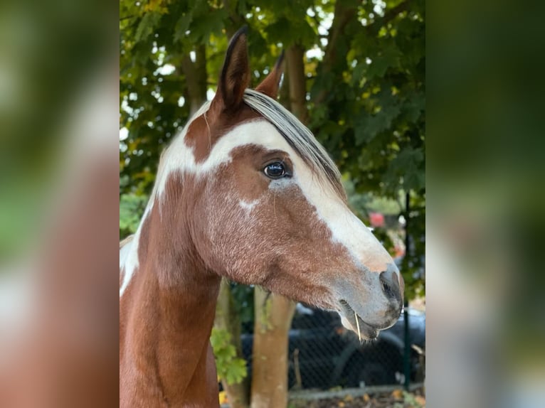 Arabian Partbred Mare 14 years 14,2 hh Tobiano-all-colors in Einbeck