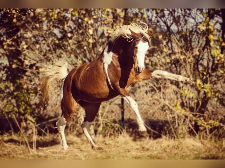 Arabian Partbred Mare 14 years 14,2 hh Tobiano-all-colors in Einbeck