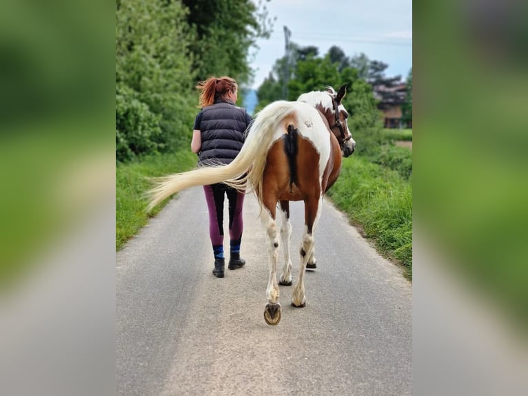 Arabian Partbred Mare 14 years 14,2 hh Tobiano-all-colors in Einbeck