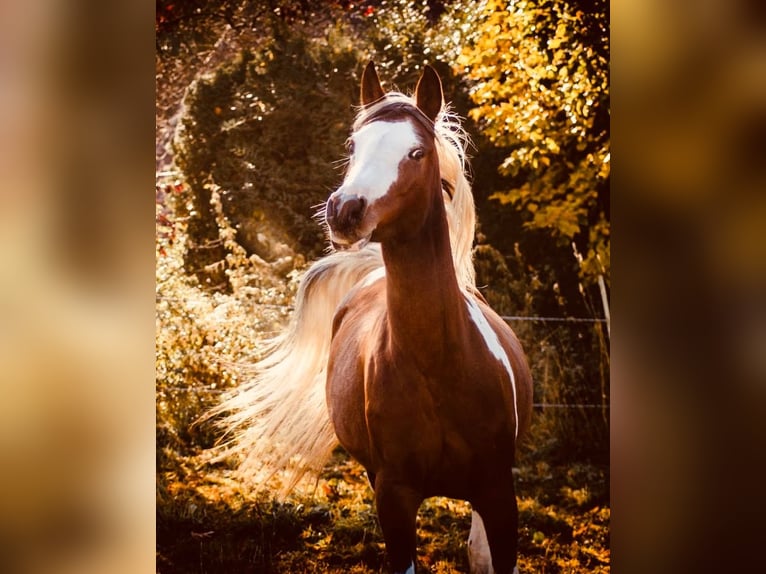 Arabian Partbred Mare 14 years 14,2 hh Tobiano-all-colors in Einbeck