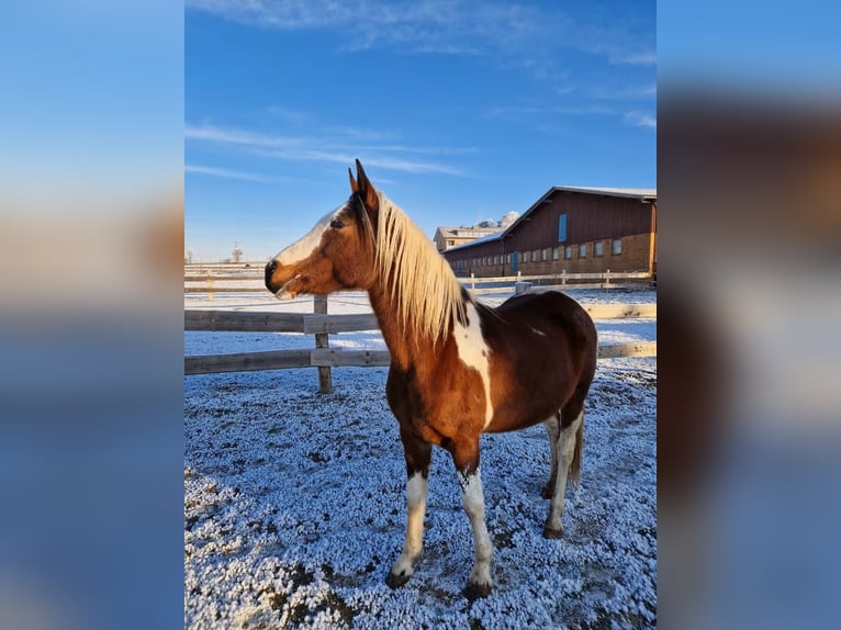 Arabian Partbred Mare 14 years 14,2 hh Tobiano-all-colors in Einbeck