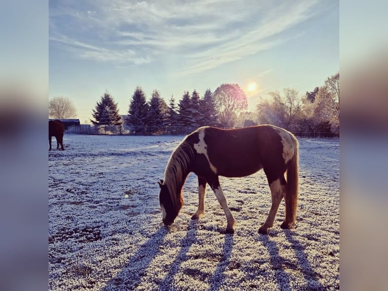 Arabian Partbred Mare 14 years 14,2 hh Tobiano-all-colors in Einbeck