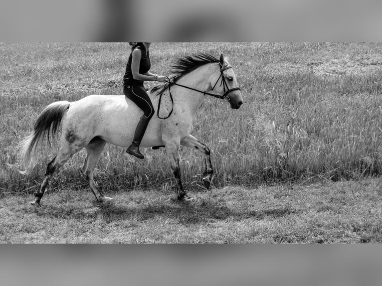 Arabian Partbred Mare 14 years 15,2 hh Gray-Fleabitten in Atzbach