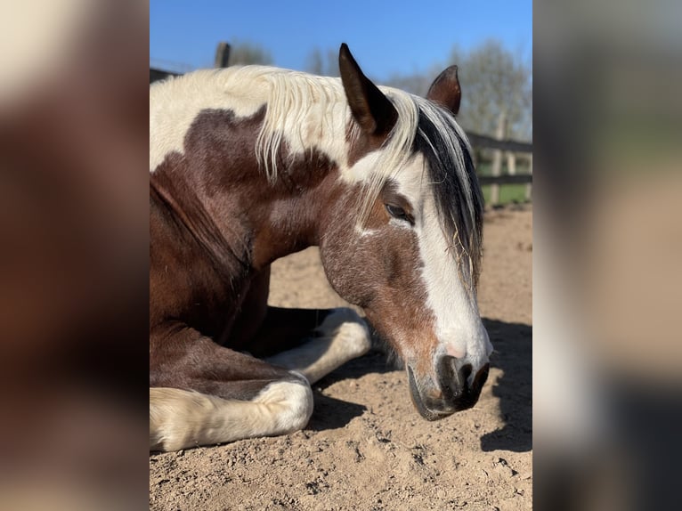 Arabian Partbred Mare 14 years 15 hh Tobiano-all-colors in Einbeck