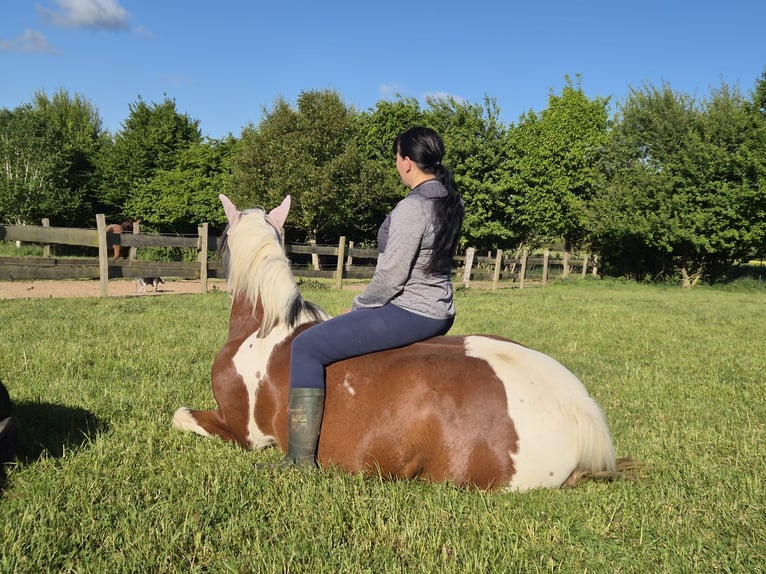 Arabian Partbred Mare 14 years 15 hh Tobiano-all-colors in Einbeck