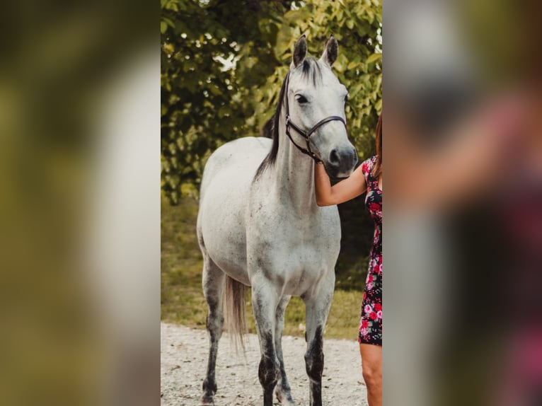 Arabian Partbred Mare 15 years 15,2 hh Gray-Fleabitten in Atzbach