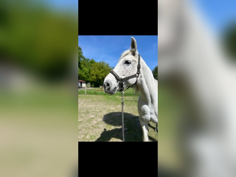 Arabian Partbred Mare 17 years 16 hh Grey in Bernburg/Gröna