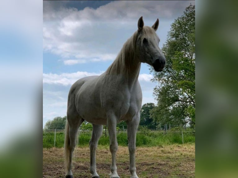 Arabian Partbred Mare 17 years 16 hh Grey in Bernburg/Gröna