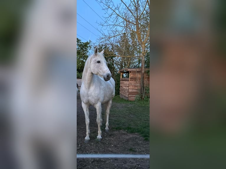 Arabian Partbred Mare 17 years 16 hh Grey in Bernburg/Gröna
