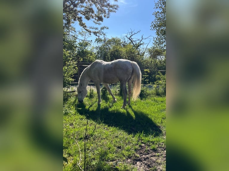 Arabian Partbred Mare 17 years 16 hh Grey in Bernburg/Gröna