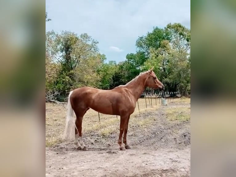 Arabian Partbred Mix Mare 17 years 16 hh Palomino in Bacliff